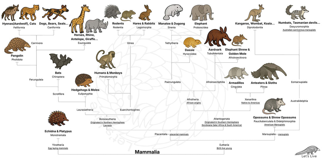 Pangolin and Mammal Species Phylogenetic Tree Diagram