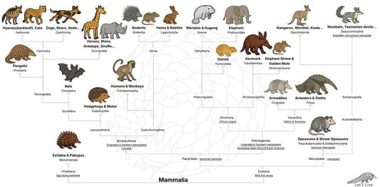 Pangolin and Mammal Species Phylogenetic Tree Diagram
