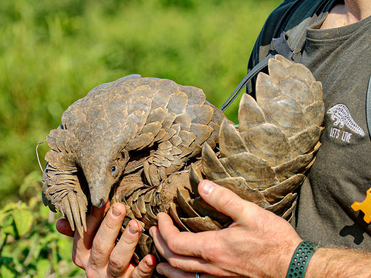 Walking Beside a Pangolin