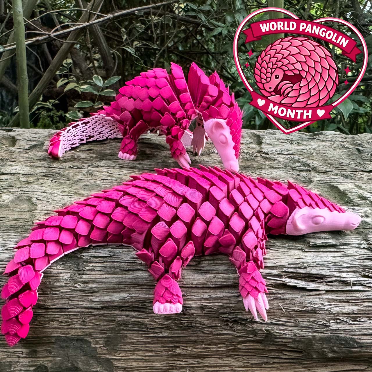 Pangolin: Ambassador Animal